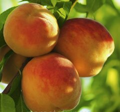 Персик "Фрост"