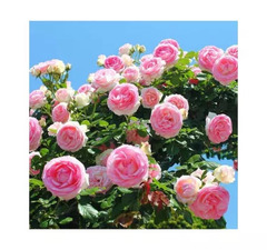 Роза плетистая