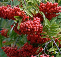 Рябина "Алая крупная"