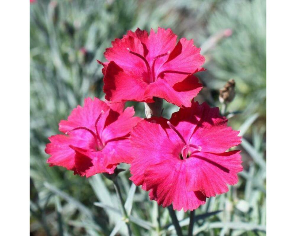 Гвоздика серовато-голубая (Dianthus gratianopolitanus