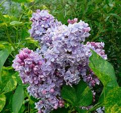 Сирень обыкновенная 'Aucubaefolia'
