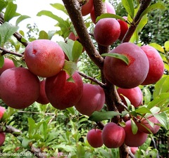 Слива "Оцарк Премьер"