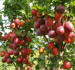 Слива колоновидная