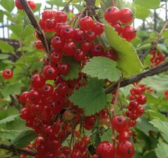 Смородина красная "Каскад"