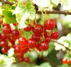 Смородина красная "Ненаглядная"