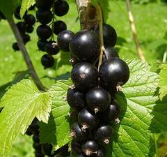 Смородина черная "Черный Жемчуг"