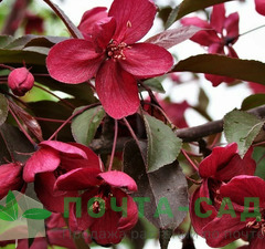 Яблоня колоновидная "Краснолистная"