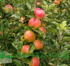 Яблоня колоновидная "Баргузин"