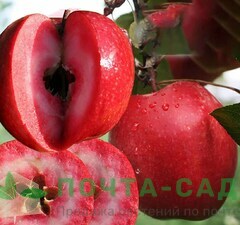 Яблоня 'Red Kitti' 