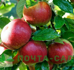 Яблоня "Айдаре"