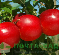 Яблоня "Кримсон Крисп" 