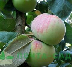 Яблоня "Прикубанская" 
