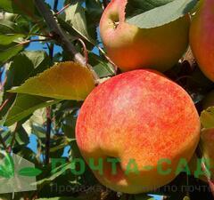Яблоня "Чемпион" 
