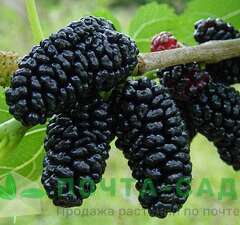 Шелковица черная