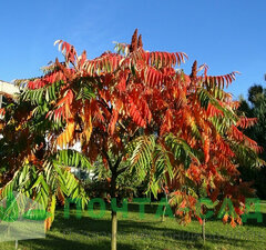 Сумах уксусный