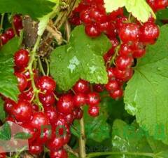 Смородина красная "Мармеладная"