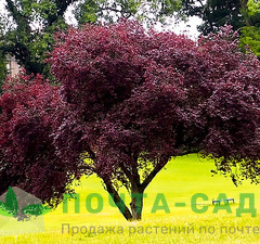 Слива растопыренная 'Nigra'