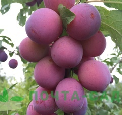 Слива пиромидальная "Империал" 