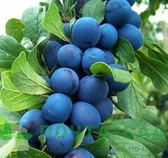 Слива колоновидная 'Blue Sweet'