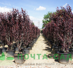 Слива декоративная 'Pissardi'