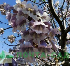 Павлония 'Shan Tong' 