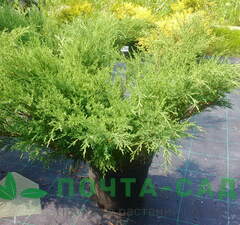 Можжевельник казацкий 'Arcadia'