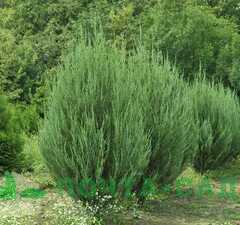 Можжевельник скальный 'Fisht'