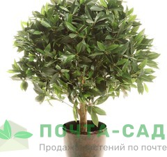 Лавр благородный 'Nobilis' рис.1