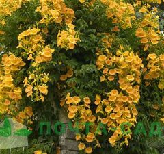 Кампсис укореняющийся 'Flava'