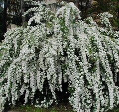 Спирея ниппонская