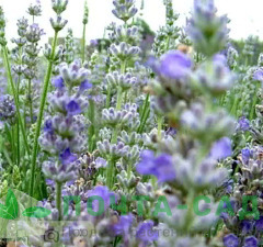 Лаванда узколистная 'Granny's Bouquet'  рис.1