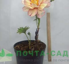 Пион-ИТО 'Julia Rose' рис.5