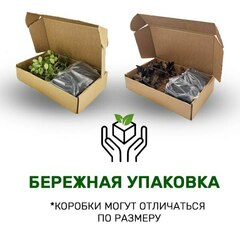 Хоста 'Green Bag'  рис.4