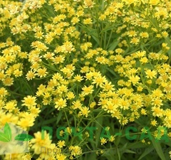 Солидастер желтый 'Lemore' 