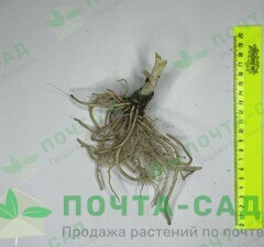 Хоста 'Fragrant Bouquet'  рис.0