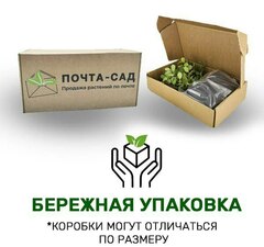 Хоста 'Fragrant Bouquet'  рис.5