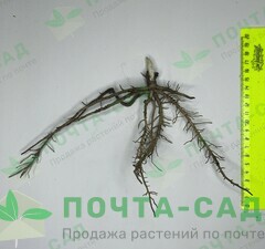 Хоста 'Elegans'  рис.1