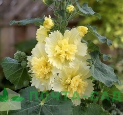 Хоста 'Devon Green' 