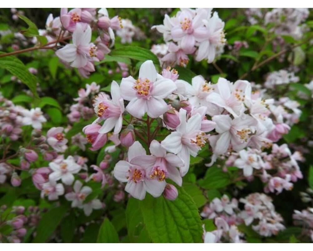 Дейция Монт Роуз Фото фото 11