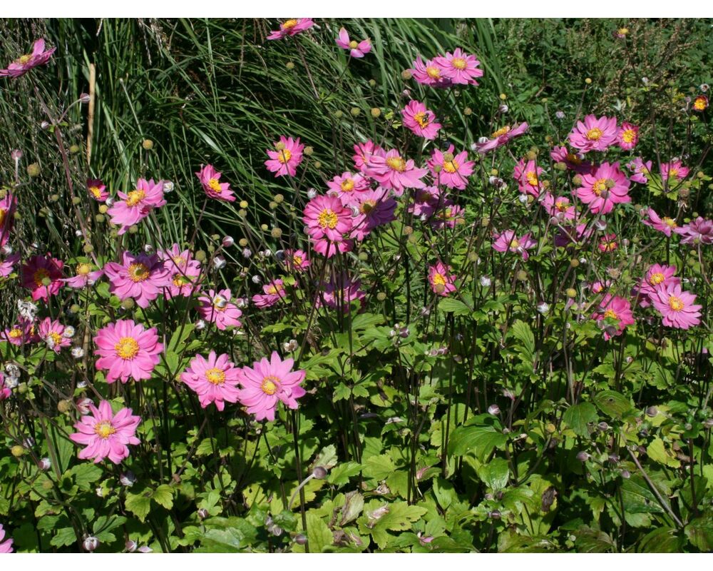 Anemone japonica Pamina