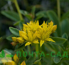 Седум живучий 