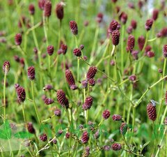 Аквилегия обыкновенная 'White Barlow'