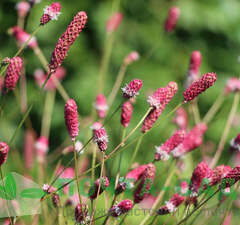 Кровохлебка лекарственная 'Pink Tanna'