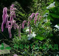 Кровохлебка 'Lilac Squirrel'