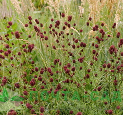 Кровохлебка 'Chocolate Tipp'