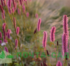 Кровохлебка 'Blackthorn'