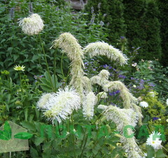 Кровохлёбка белоцветковая