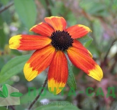 Рудбекия трехлопастная 'Prairie Glow' 