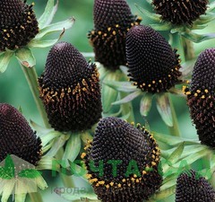 Рудбекия западная 'Green Wizzard' 