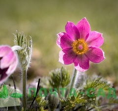 Прострел обыкновенный 'Vulgaris Rose' 